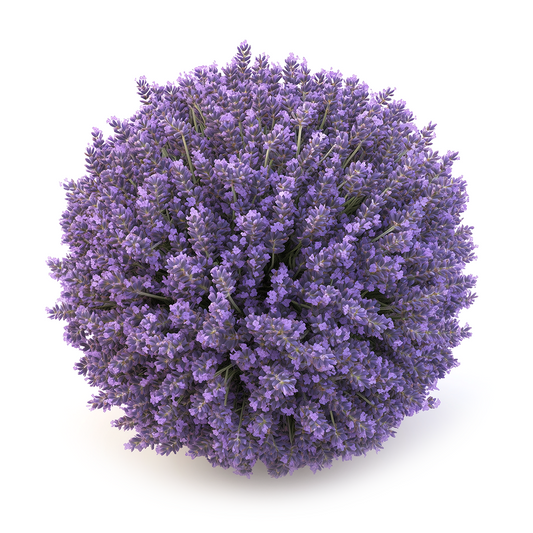 Lavender Maillette Organic Oil (Biolandes)